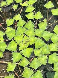 Attēlu rezultāti vaicājumam “Trapaceae”