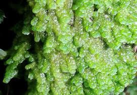 Attēlu rezultāti vaicājumam “Chiloscyphus pallescens”