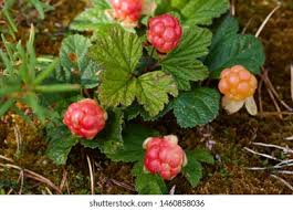 Attēlu rezultāti vaicājumam “Rubus chamaemorus”