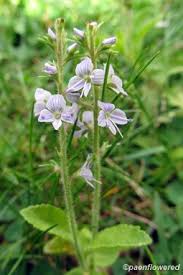 Attēlu rezultāti vaicājumam “Veronica officinalis leaf”