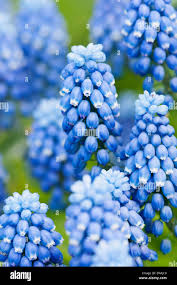 Attēlu rezultāti vaicājumam “Muscari botryoides flower”