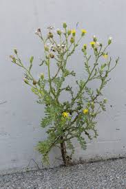 Attēlu rezultāti vaicājumam “Senecio viscosus”