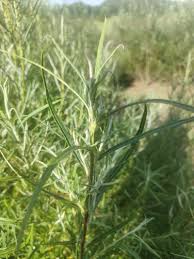 Attēlu rezultāti vaicājumam “Salix repens subsp. rosmarinifolia”