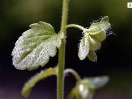 Attēlu rezultāti vaicājumam “Veronica agrestis leaf”