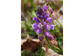 Attēlu rezultāti vaicājumam “Polygala vulgaris flower”