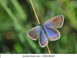Attēlu rezultāti vaicājumam “Plebejus argyrognomon underside”
