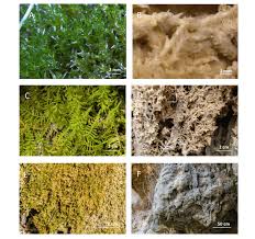 Attēlu rezultāti vaicājumam “Didymodon tophaceus”