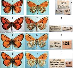 Attēlu rezultāti vaicājumam “Melitaea didyma underside”