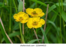 Attēlu rezultāti vaicājumam “Ranunculus lingua bud”