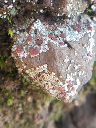 Attēlu rezultāti vaicājumam “Trapelia coarctata”