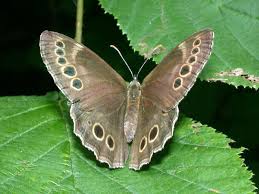 Attēlu rezultāti vaicājumam “Lopinga achine”