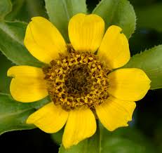 Attēlu rezultāti vaicājumam “Bidens cernua flower”