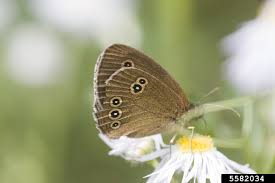 Attēlu rezultāti vaicājumam “Aphantopus hyperantus”