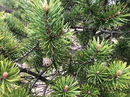 Attēlu rezultāti vaicājumam “Pinus sylvestris var. turfosa”