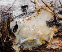 Attēlu rezultāti vaicājumam “Crustoderma dryinum”