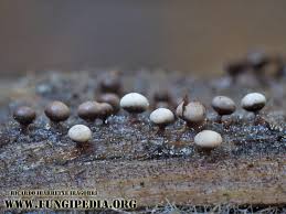 Attēlu rezultāti vaicājumam “Diderma montanum macro”