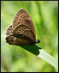 Attēlu rezultāti vaicājumam “Lopinga achine”