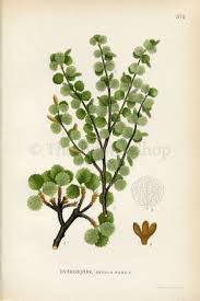 Attēlu rezultāti vaicājumam “Betula nana flower”