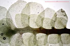 Attēlu rezultāti vaicājumam “Scapania lingulata”