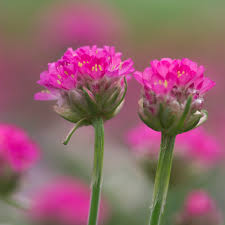 Attēlu rezultāti vaicājumam “Armeria vulgaris bud”
