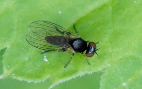 Attēlu rezultāti vaicājumam “Platypezidae”