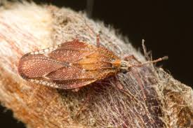 Attēlu rezultāti vaicājumam “Physatocheila smreczynskii”