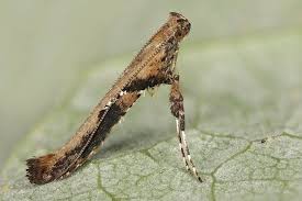 Attēlu rezultāti vaicājumam “Caloptilia hemidactylella”