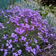 Attēlu rezultāti vaicājumam “Geranium bohemicum”