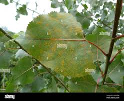 Attēlu rezultāti vaicājumam “Melampsora populnea”