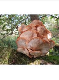 Attēlu rezultāti vaicājumam “Lentinellus ursinus”