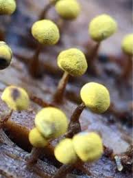 Attēlu rezultāti vaicājumam “Physarum viride”