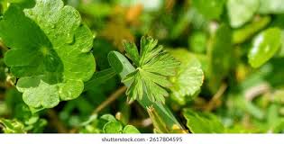 Attēlu rezultāti vaicājumam “Geranium palustre leaf”