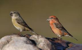 Attēlu rezultāti vaicājumam “Loxia pytyopsittacus male”