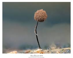 Attēlu rezultāti vaicājumam “Physarum bivalve spores”