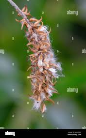 Attēlu rezultāti vaicājumam “Salix pentandra fruit”