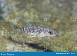 Attēlu rezultāti vaicājumam “Gasterosteus aculeatus”