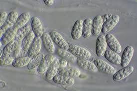 Attēlu rezultāti vaicājumam “Thelopsis rubella”