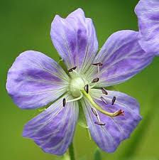 Image result for Geranium pratense