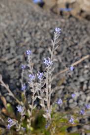 Attēlu rezultāti vaicājumam “Myosotis stricta”