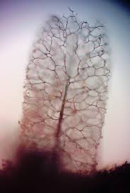 Attēlu rezultāti vaicājumam “Stemonitopsis hyperopta var. landewaldii”