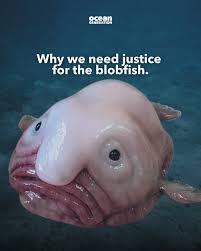Image result for blobfish