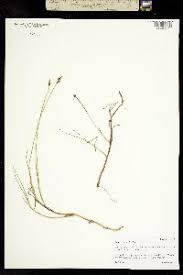 Attēlu rezultāti vaicājumam “Carex chordorrhiza leaf”