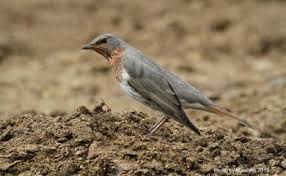 Image result for Turdus ruficollis
