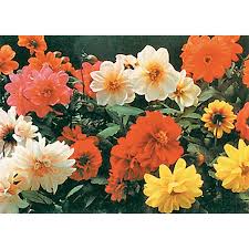 Image result for Dahlia `Red Skin`