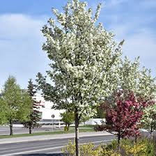 Attēlu rezultāti vaicājumam “Malus baccata”