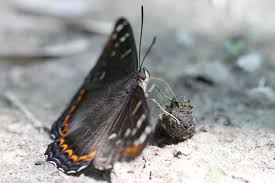 Attēlu rezultāti vaicājumam “Limenitis populi upperside”