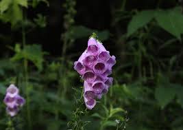 Attēlu rezultāti vaicājumam “Digitalis purpurea fruit”