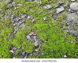 Attēlu rezultāti vaicājumam “Leucobryum glaucum”
