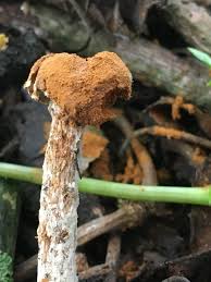 Attēlu rezultāti vaicājumam “Comatricha meandrispora stalked”