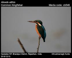 Attēlu rezultāti vaicājumam “Alcedo atthis”